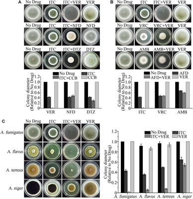 In vitro and in vivo Efficacy of a Synergistic Combination of Itraconazole and Verapamil Against Aspergillus fumigatus